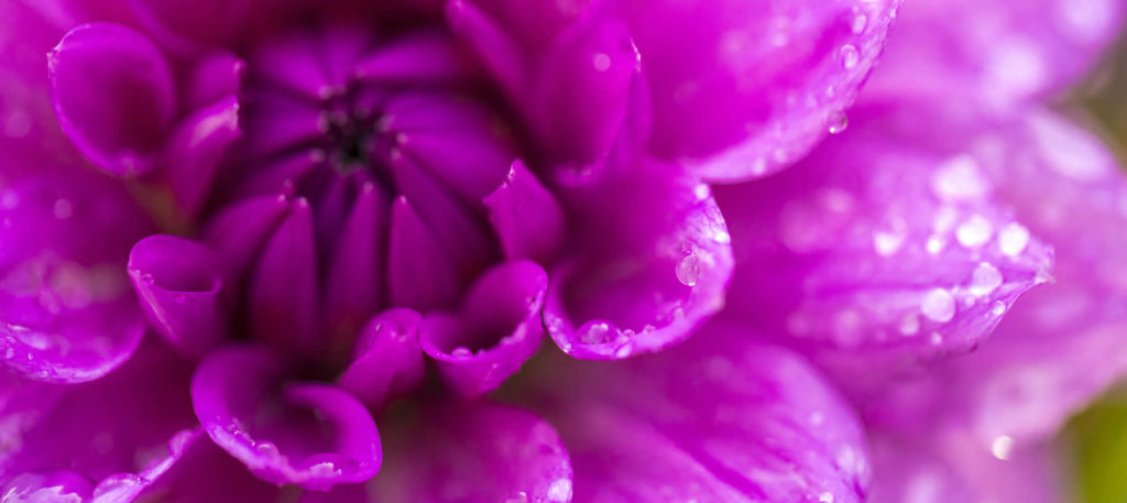 Close up shot of purple petal